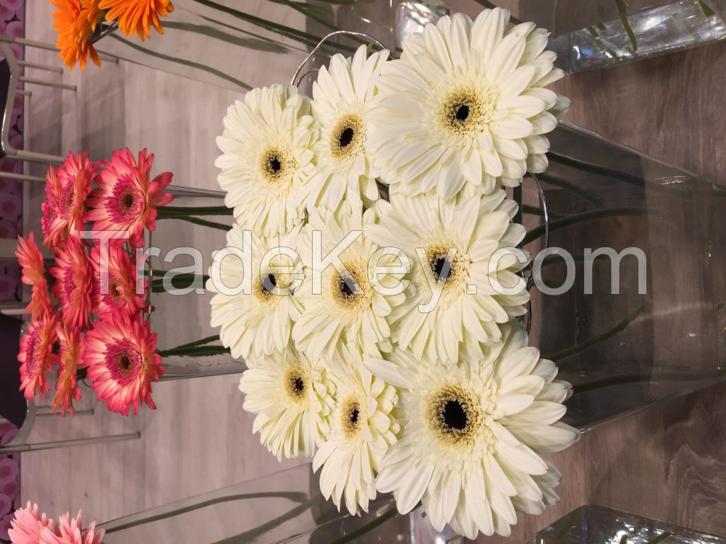 Gerberas