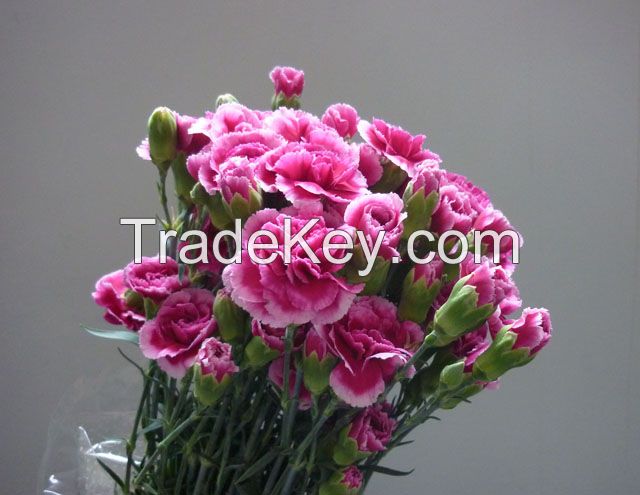 Spray Carnations