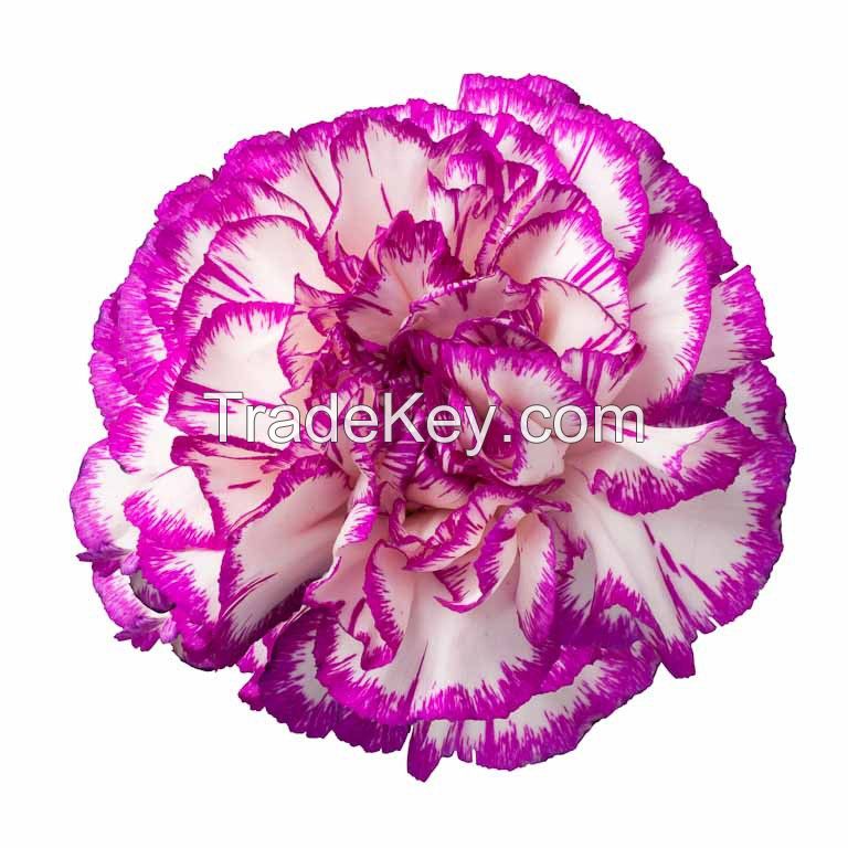 Cut Carnations