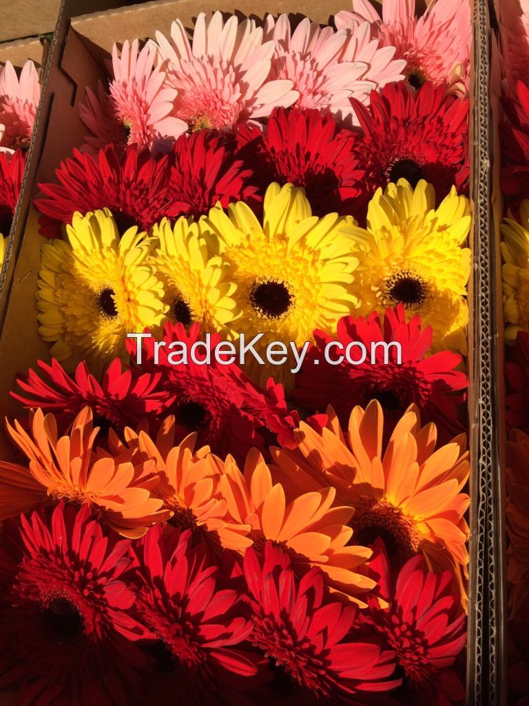 Gerberas