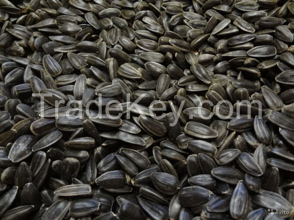 Confectionery Sunflower Seeds (Black)