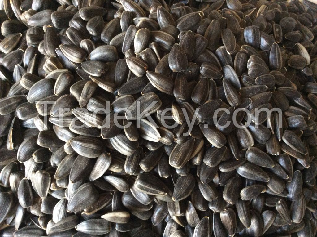 Confection Sunflower Seeds