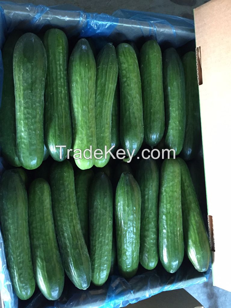 Cucumber