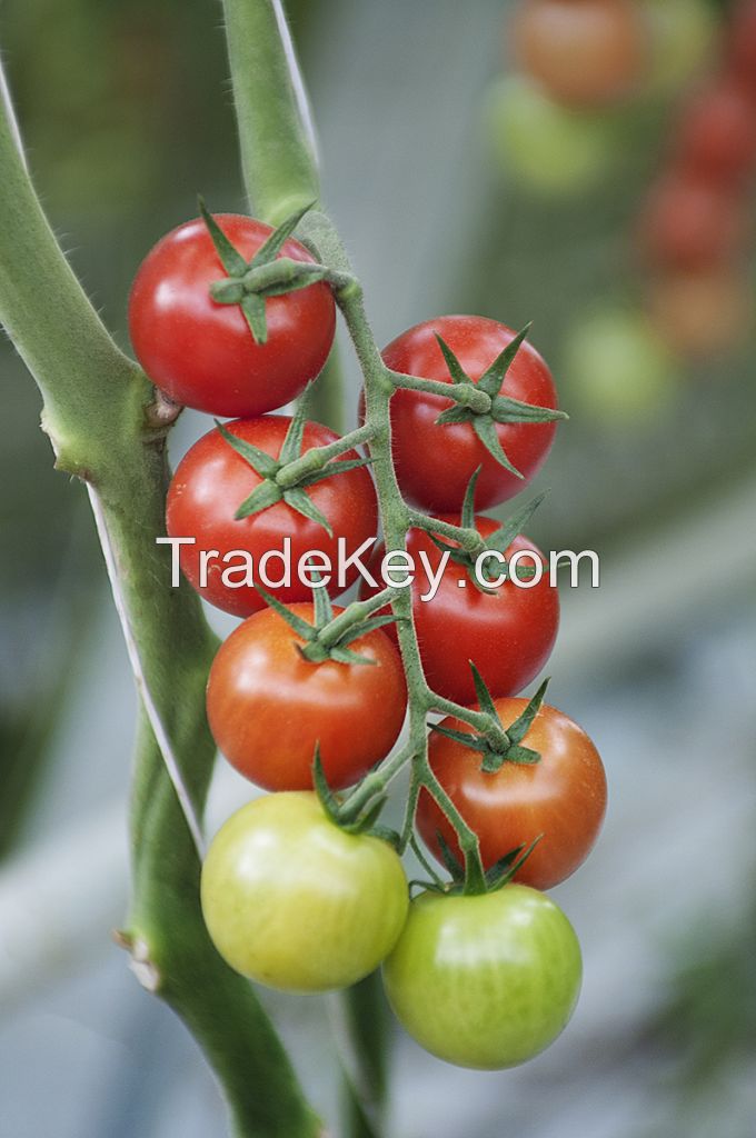 Tomatoes