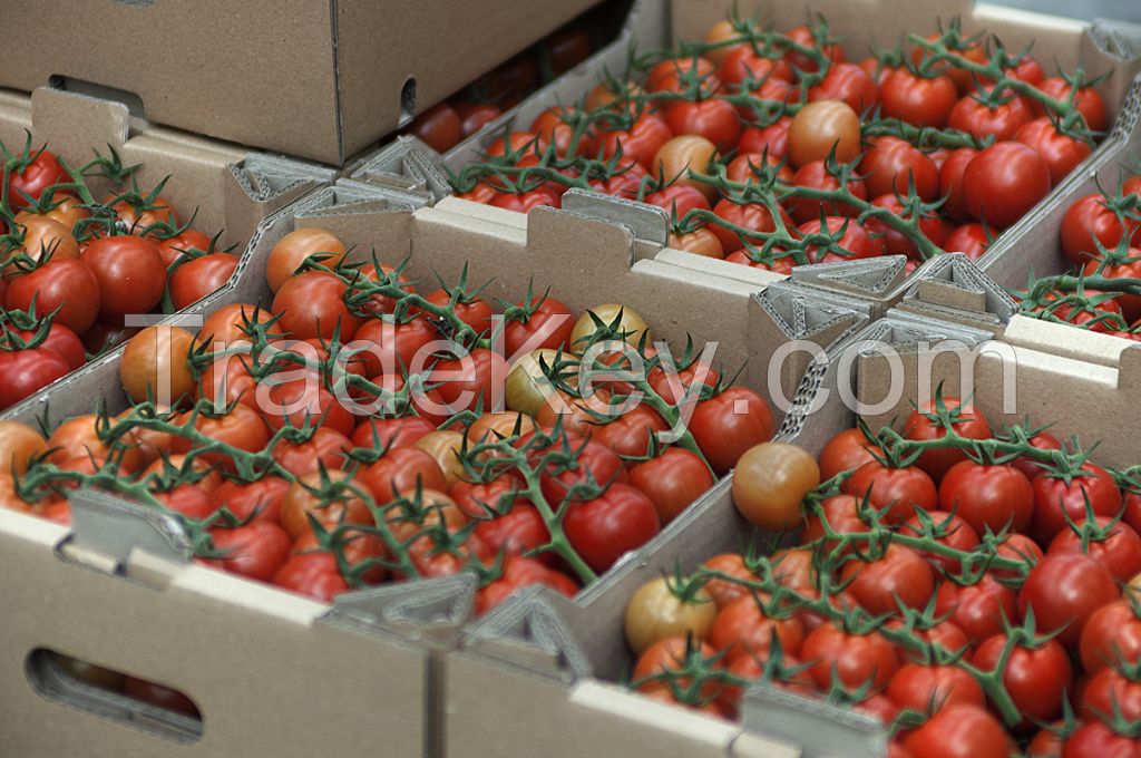 Tomatoes