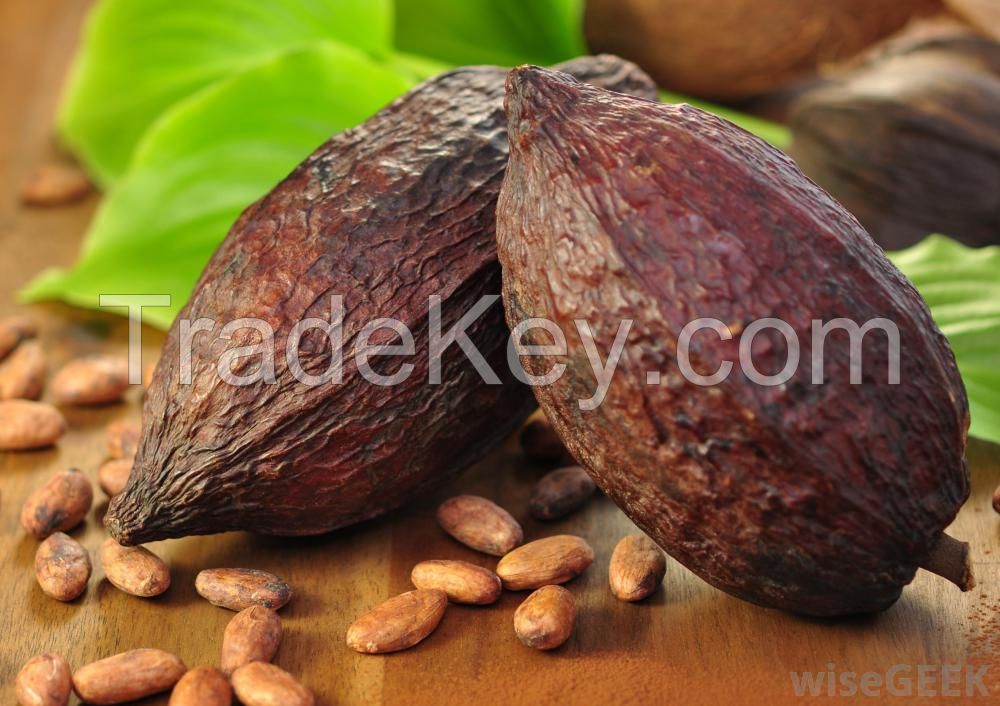 cocoa beans seeds