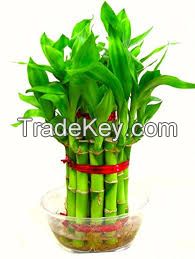 Lucky bamboo plant 2 layer