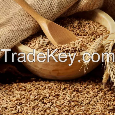 Wheat from Russia Organic ECO . $ 200 per tonne.