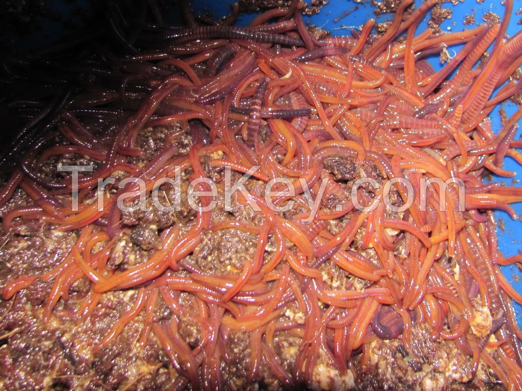 Red Wiggler Compost Fishing Worm