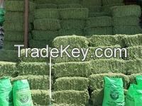 Groomed alfalfa bales immediately available 