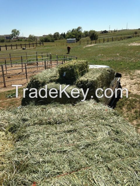 Groomed alfalfa bales available, min 5 tons shipment 