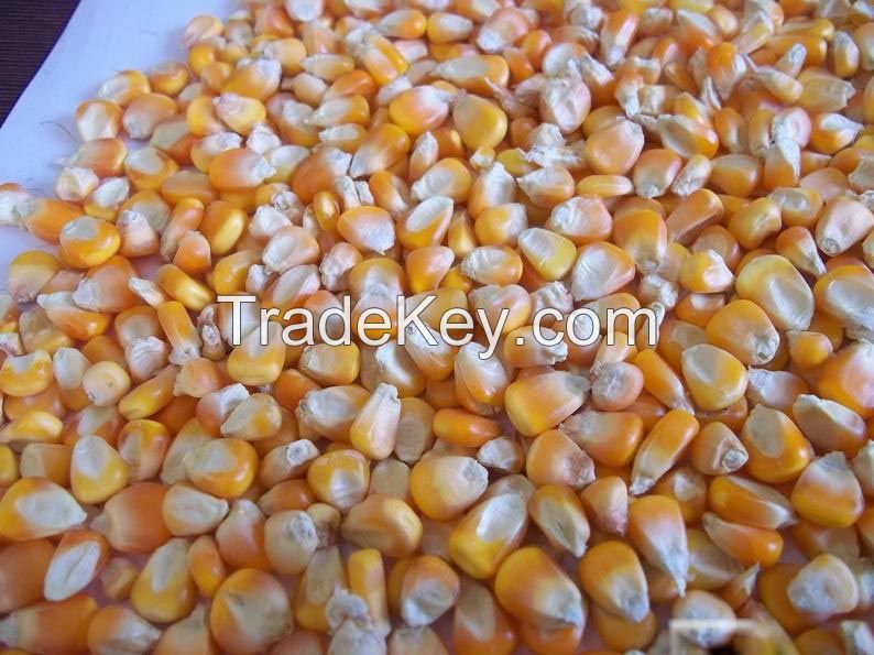 Dry Soybean, Durum Wheat, Barley, De-oiled Rice Bran, Yellow Corn Animal Feed