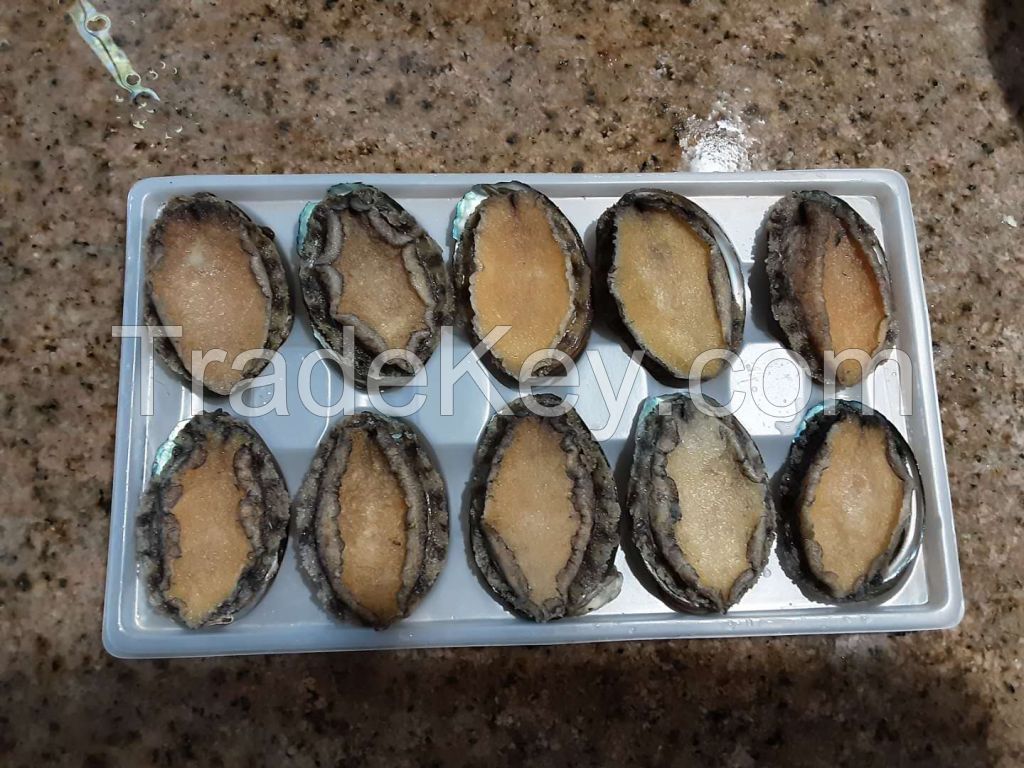 Frozen cooked Abalone