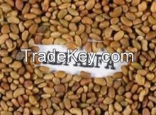 Pine nuts kernels for sale