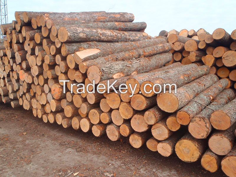  SPRUCE TIMBERS (LAT. PICEA) (WHITE WOOD) (SOFTWOOD)