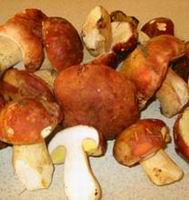 Wholesale Boletus Edulis, Boletus, King Bolete, Steipilz, Porcini.