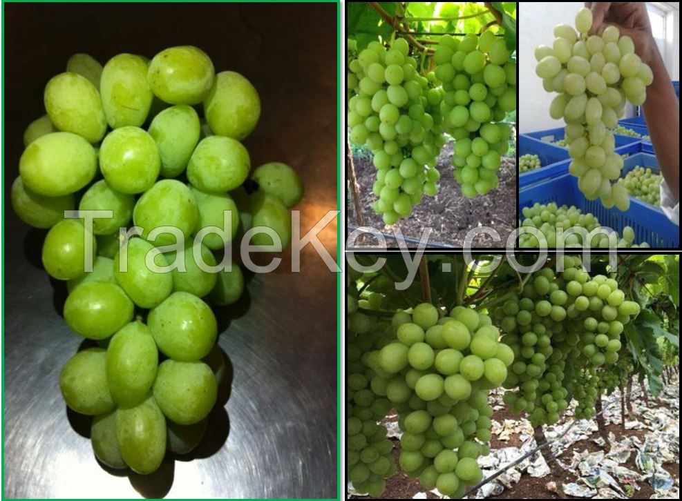  Fresh Grapes 