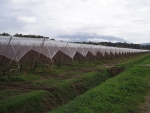 Anti-brid net,Anti-bee net,Windbreak net,Anti-hail net