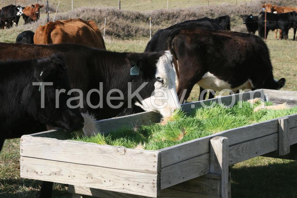 Cattle Fodder System