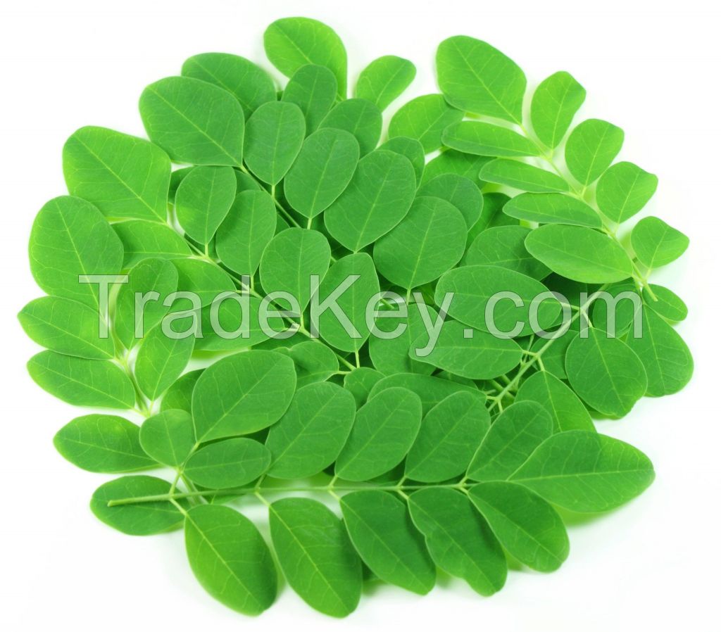 Moringa lef