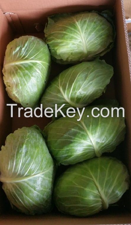 VIETNAM FRESH CABBAGES - +84981482499