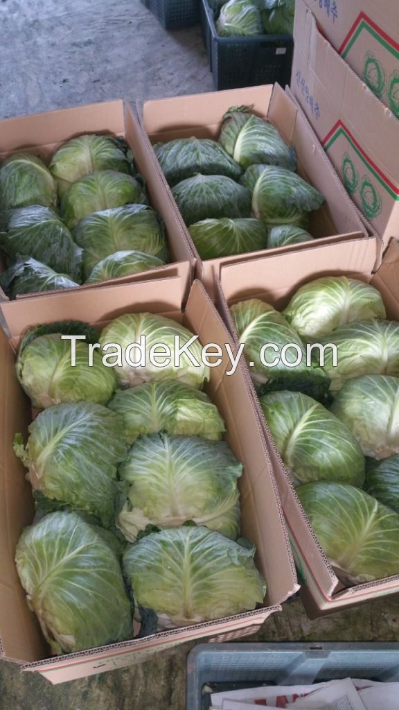 VIETNAM FRESH CABBAGES - +84981482499