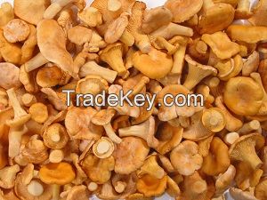 Sell Russia frozen IQF chanterelle