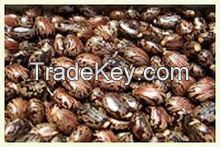 Alfalfa Seeds