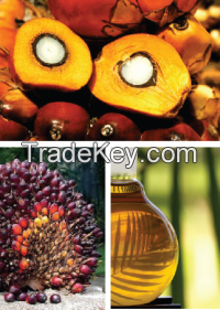 Refined Palm Oil