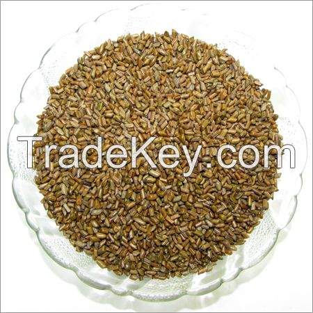 High Quality Cassia Tora Seeds