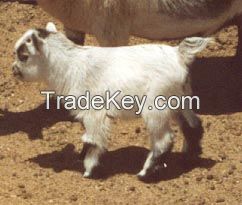 African Pygmy Goats