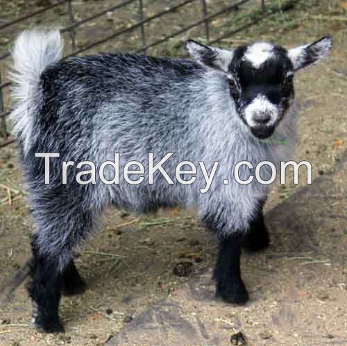 African Pygmy Goats