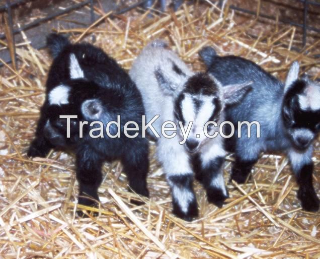 African Pygmy Goats