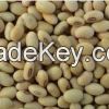 soyabeans, soybeans, soya beans organic