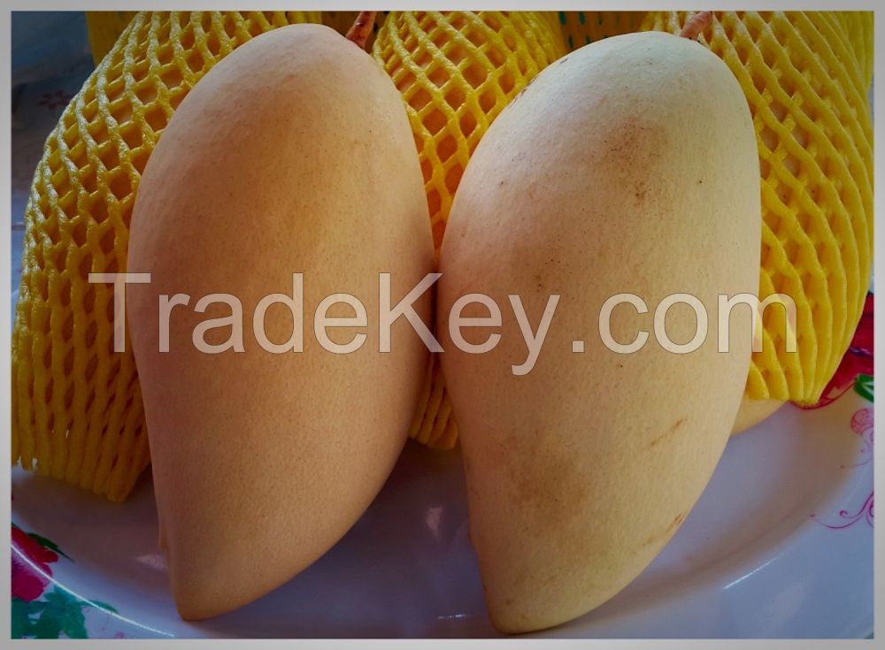 Thai Fresh Mango Exporter Manufacturer and Supplier