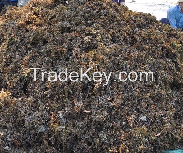 SARGASSUM SEAWEED THOUGHT AND POWDER / ANNY +841626261558