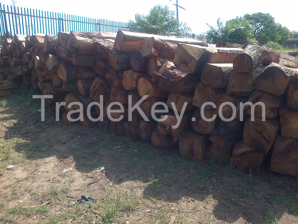 Kosso logs, Appa logs For Sale And Export