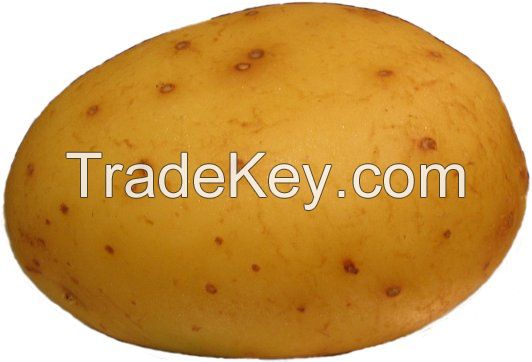 Fresh Indian Potatoes