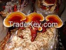 GANODERMA RED WHOLE MUSHROOM