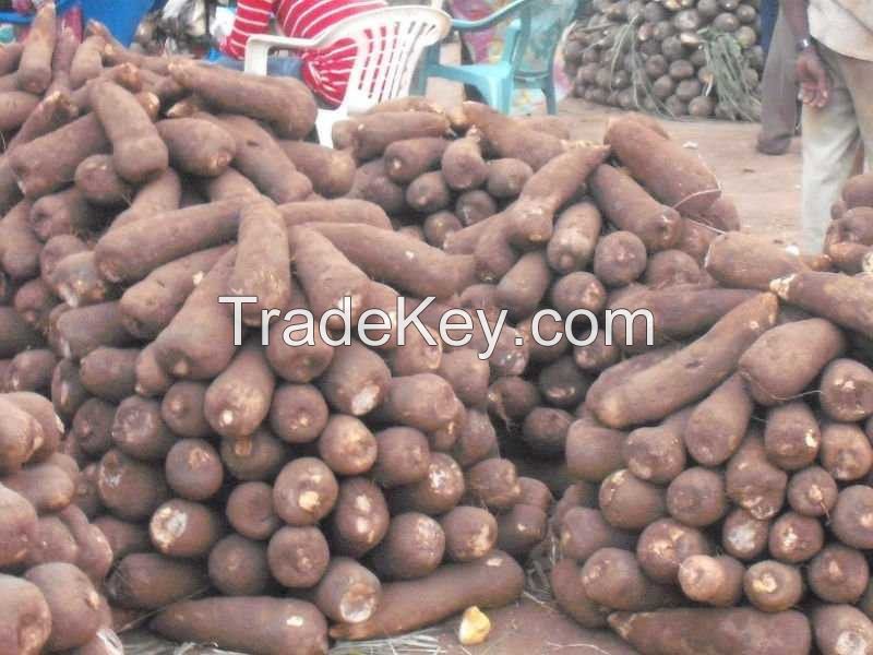 Yam Tubers