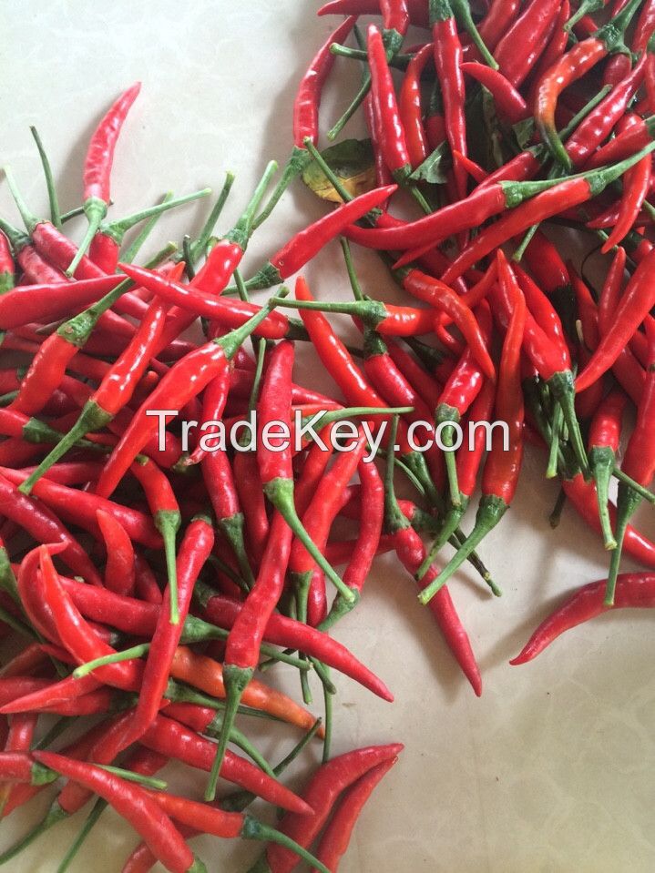 Fresh red chili