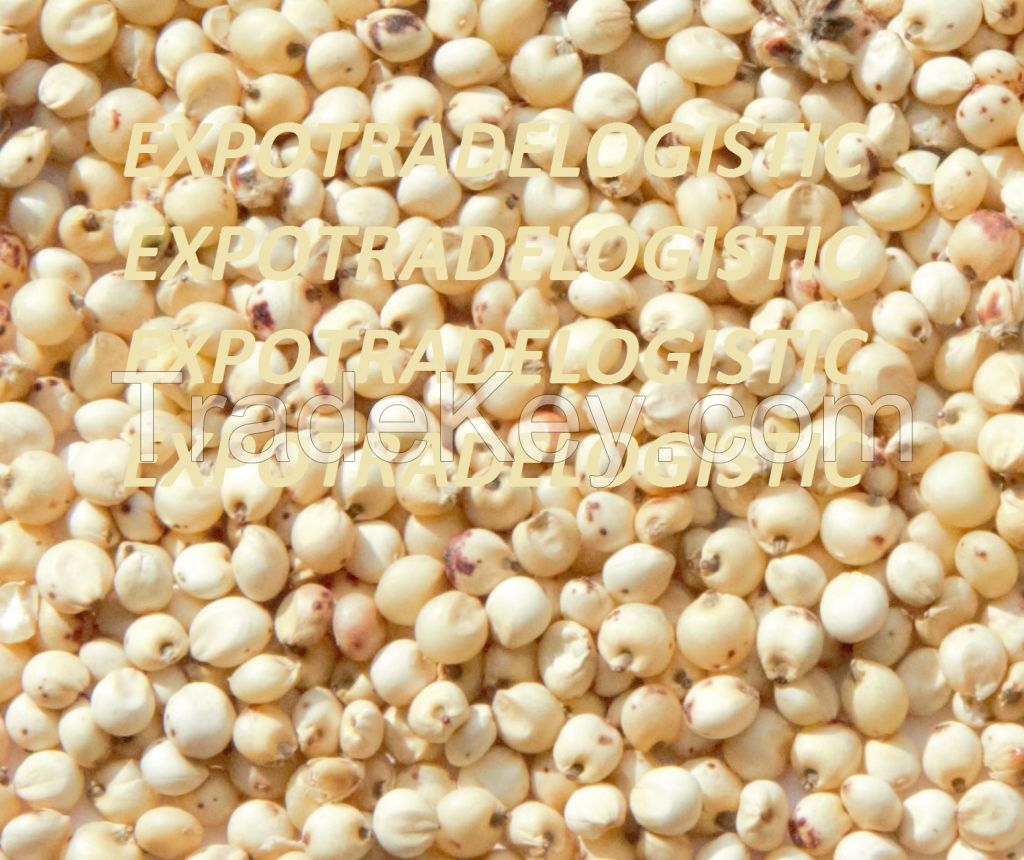 White sorghum