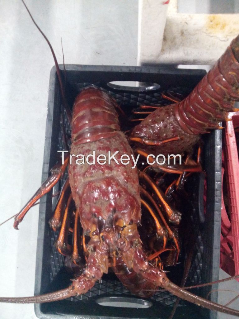 Lobster Alive