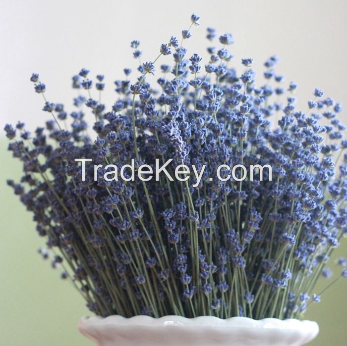 Dried natural Lavender flower bundle natural about 35cm stem length