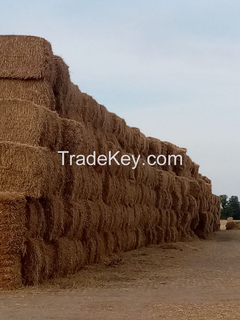 Weat straw in bales