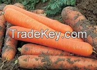 Carrots, 280$/ton. Min order 