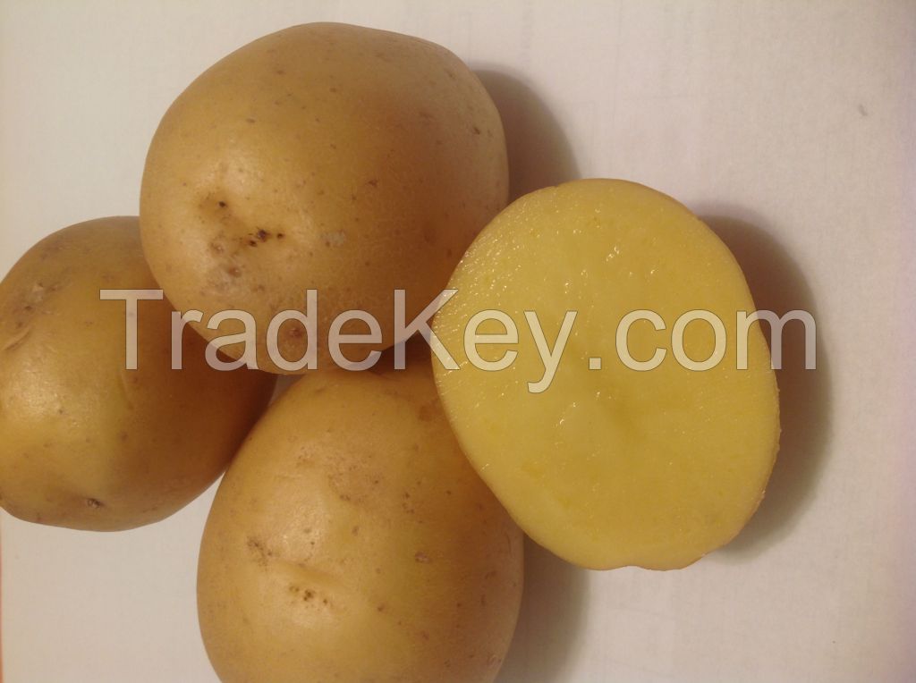 Fresh potatoes 200$ per ton, min order 20t. Available 20.000 tons