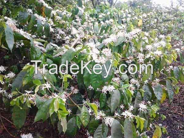 Robusta Java Coffee Greenbean