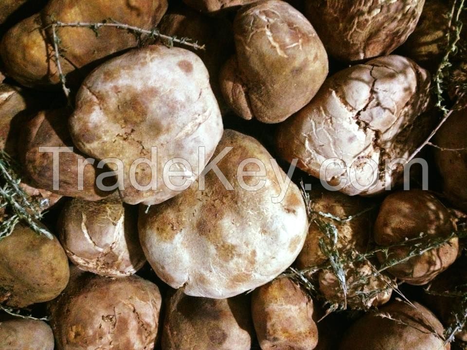 White Truffles Algeria Desert