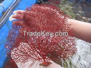 Pinnate sea fan